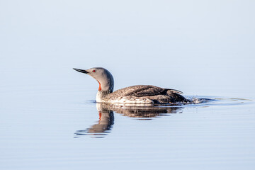 Red-throated loon in breeding plumage