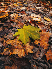 green maple leaf lies on fallen autumn leaves