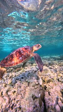 Slow-motion video of a sea turtle gliding above coral reef in clear blue waters at Lady Elliot Island, Great Barrier Reef, Australia.