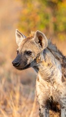 Fototapeta premium Hyena portrait in nature