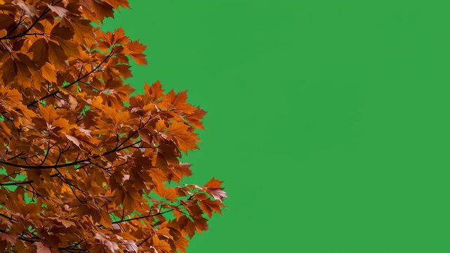Autumn Foliage Frame: Vibrant Oak Tree Leaves Isolated on Green Screen Background for Easy Compositing