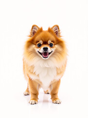 Obraz premium a smiling brown golden yellow orange Pomeranian puppy dog