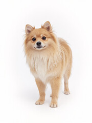 Obraz premium a brown golden yellow orange Pomeranian puppy dog