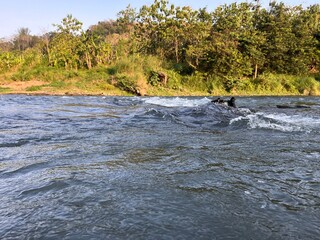 Surfer riding a wave in a river surrounded by lush green trees and vegetation.