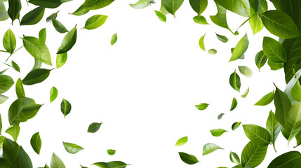 Fototapeta premium Green Leaves Frame on Transparent Background Design