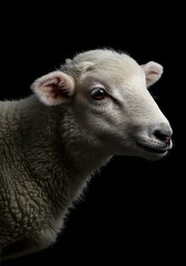Sheep Portrait on Black Background