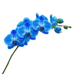 Vibrant blue orchid isolated on transparent background
