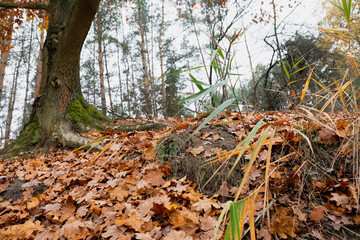 Close-up of fallen oak leaves and pine straw on forest floor with trees in background