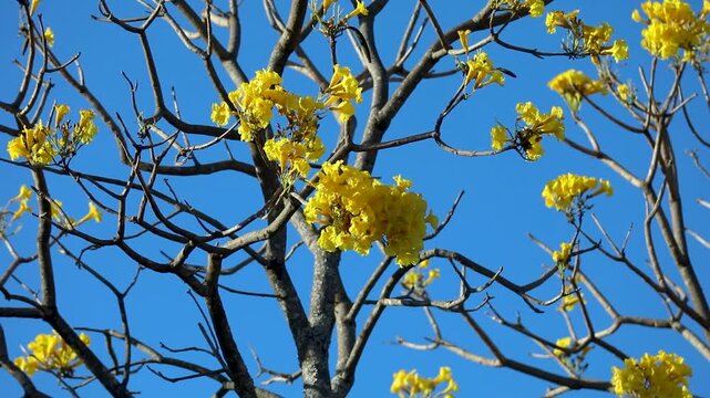 Wonderful and contrasting Brazilian yellow ip&ecirc; flower Handroanthus albus, Bignoniaceae, which blooms in the months of August and September	