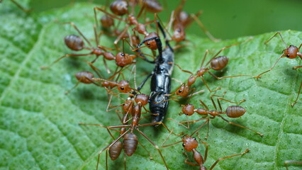Several red ants swarm a black insect on a green leaf. Focus selected