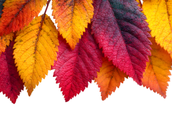 Beautiful yellow,red,orange foliage isolated. Naturalbackground. Border frame o colorful leaves. Vibrant all colors