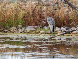Blue heron perched on branch in Arizona