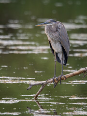 Blue Heron perched on branch in Arizona