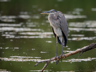 Blue heron perched on branch in Arizona