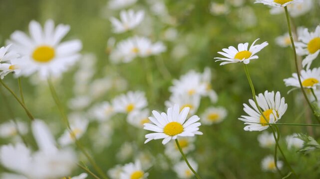 Field of White Daisies in Wind Swaying Close up. White Blooming Chamomile Flowers Summer Field Meadow Close-up. Wildflowers in Nature Spring. Environmental Conservation, Ecosystem. Beautiful Daises.
