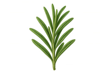 Fototapeta premium Realistic rosemary sprig illustration, transparent background, highlighting botanical details for culinary design uses