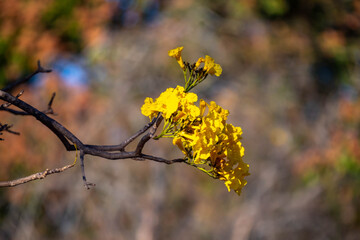 Wonderful and contrasting Brazilian yellow ipê flower Handroanthus albus, Bignoniaceae, which blooms in the months of August and September	