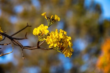 Obraz premium Wonderful and contrasting Brazilian yellow ipê flower Handroanthus albus, Bignoniaceae, which blooms in the months of August and September 