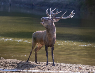 Red Deer stag roaring from river shore during rut season