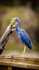 great blue heron