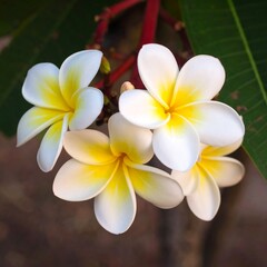 Naklejka premium Close-up of plumeria flowers (1)