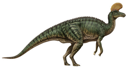 Fototapeta premium Lambeosaurus, a duck-billed dinosaur with a crest, in PNG with transparent background.