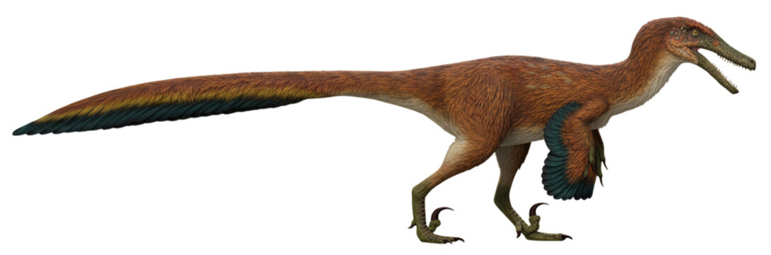 Realistic PNG of Austroraptor cabazai, a feathered theropod dinosaur with brown plumage, transparent background