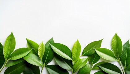 Obraz premium fresh green tea leaves border from mawna bangladesh with white background