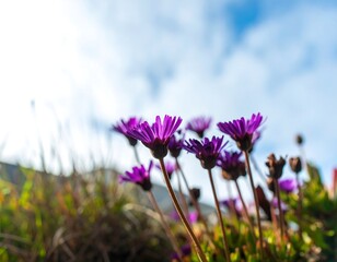 Close-up of purple flowers
