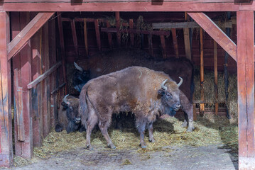 Bisons at Bison sanctuary in Polish town Pszczyna, Poland © dudlajzov