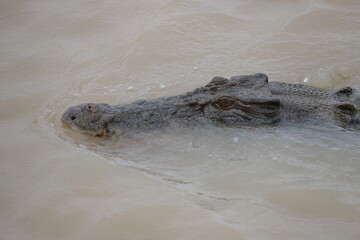 crocodile in the water