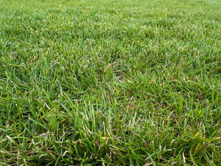 Close up of green football pitch grass texture, natural sports lawn background with detailed blades of grass, perfect for soccer field, stadium turf and outdoor sports design concepts