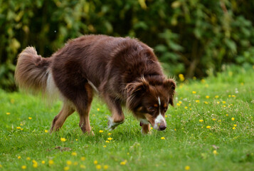 A curious Miniature Australian Shepherd sniffs the ground in a field of flowers on a summer meadow,...