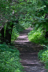 新緑のハイキング道