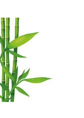 Green Bamboo Stalks and Leaves