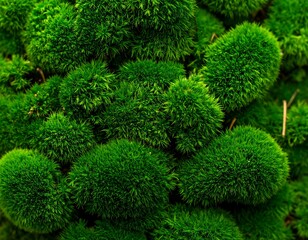 Close-up of vibrant green moss clumps
