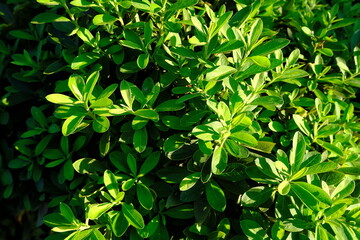 Texture of Dense Evergreen Shrubs Forming a Garden Border