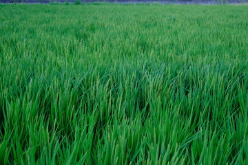 Lush Green Japanese Rice Paddy Field Before the Harvest in Early Autumn
