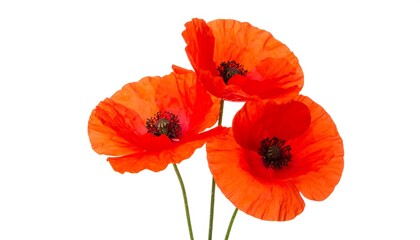 Close-up of three vibrant red poppies