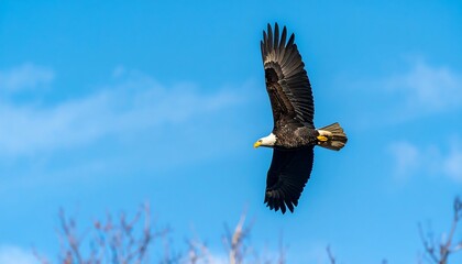 Obraz premium A majestic bald eagle soars freely through a clear, vibrant blue sky.
