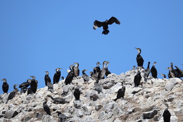 The Japanese cormorant (Phalacrocorax capillatus), also known as Temminck's cormorant, is a cormorant native to the east Palearctic.This photo was taken in Hokkaido, Japan.