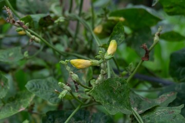 Yard-long bean plant with three yellow flower buds ready to set fruit