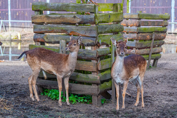Deers at Bison sanctuary in Polish town Pszczyna, Poland © dudlajzov
