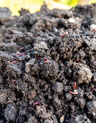 Close-up of rich dark soil with red worms