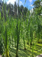 Cattail in the pond