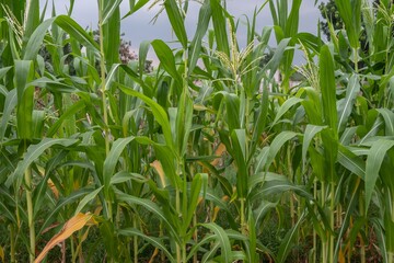 Growing Corn plants in a cornfield