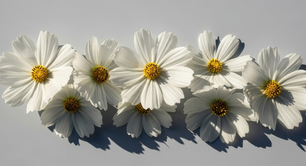 Obraz premium Fresh delicate white cosmos flowers with yellow centers arranged in row on plain background casting soft natural shadows in direct sunlight minimal floral composition