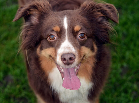 A happy, friendly Miniature Australian Shepherd smiles directly at the camera. This portrait is perfect for showcasing a loving pet's personality.