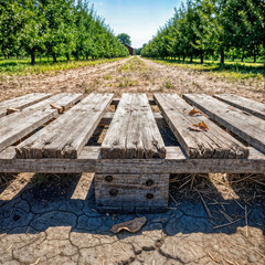 Weathered Wooden Pallet on Farm Dirt Path in Orchard Landscape