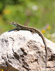 Naklejka premium Lizard on a rock (2)